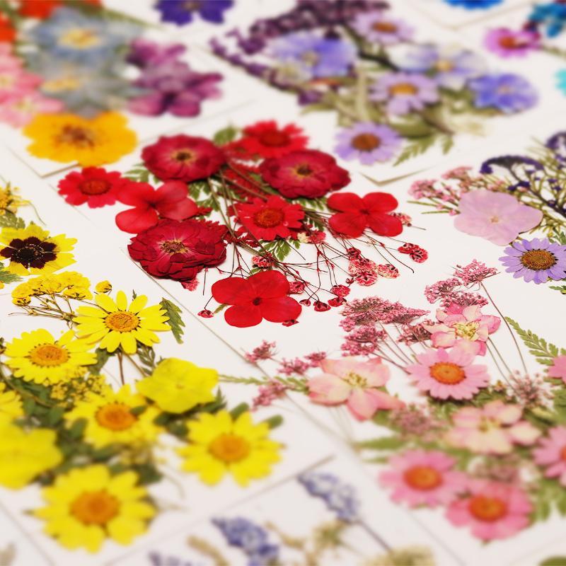 Resin Craft Ideas - Настоящие натуральные прессованные сухие цветы растений